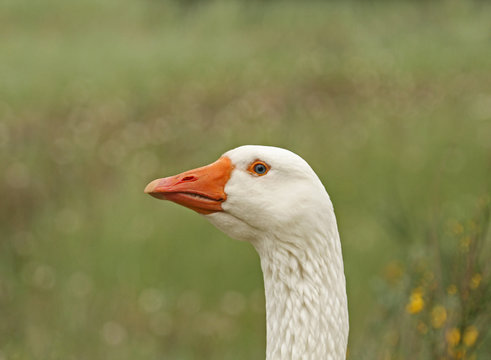 Goose close-up