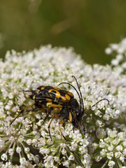 wasp beetles on flower