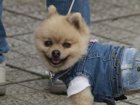 Perro vestido con ropa vaquera