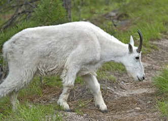 Male Mountain Goat