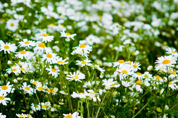 Summer daisies