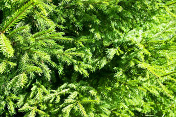 Closeup of evergreen spruce branches