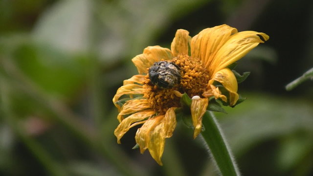 Flor con escarabajo