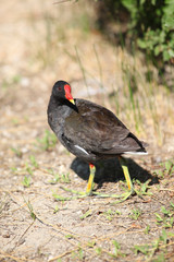 Gallinula chloropus (Gallinella d'acqua)