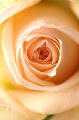 Center of rose texture