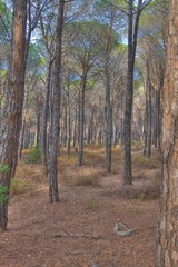 Obraz premium Pinienwald, Mittelmeerkiefer, Sardinien, HDR