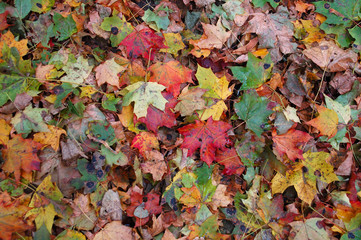 Fall carpet