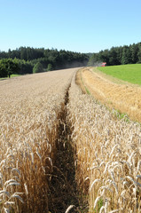 Spur im Feld