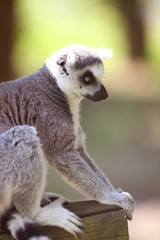 Lemur catta
