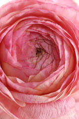 Center of pink dahlia flower