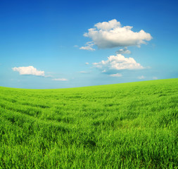 green grass and blue sky