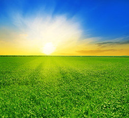 green field and beautiful sunset