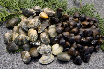 アサリとシジミ