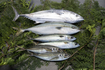 鮮魚