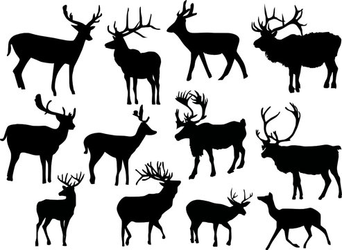 twelve isolated deers