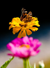 Farfalla