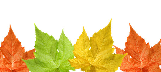 Autumn leaves background isolated