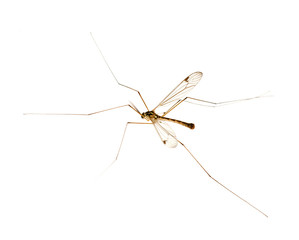 mosquito with long legs