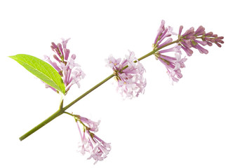 isolated on white lilac branch