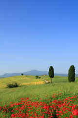 Zypressen, blauer Himmel, Mohnfelder, Toskana, Italien