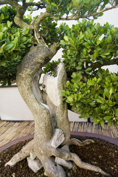 Bonsai tree