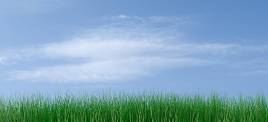 Fototapeta na wymiar green grass on a blue sky
