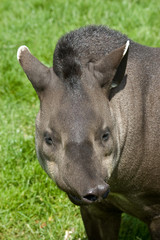 funny tapir