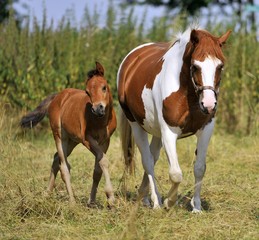 Fototapeta premium Fohlen mit Stute
