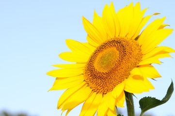 sunflower and pollen