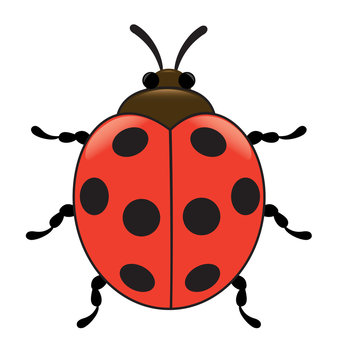 Ladybird