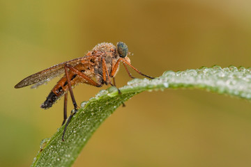 Gemeine Schnepfenfliege Rhagio scolopaceus