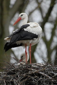 Storch im Nest