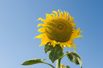 Sunflower against clear blue sky