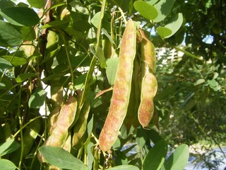 the acacia husk