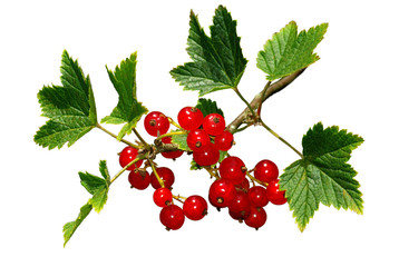 red currant