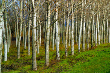 Fototapeta premium natura