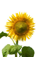 sunflower on the white background