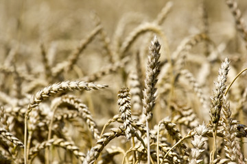 Fototapeta premium Wheat in the sun