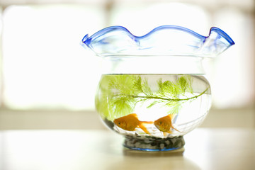 金魚
