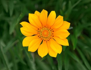 Mittagsblume