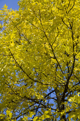 yellow autumn tree against blue sky