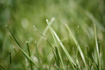 Grass