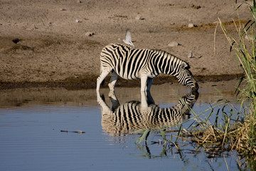 Fototapeta na wymiar Drinking Zebra