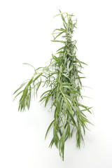 tarragon as spice to use in every kitchen