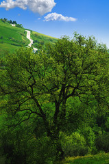 albero in campagna