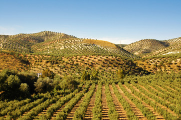 campo de olivos