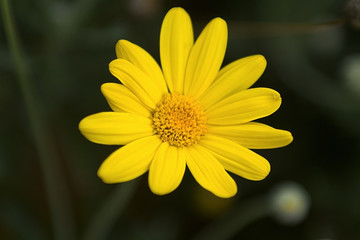 yellow flower