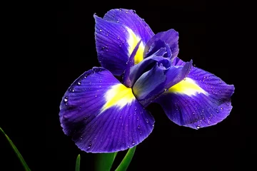 Keuken foto achterwand Iris bloem