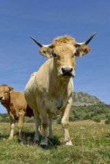 Vache