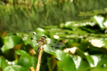 Dragonfly on the sprig